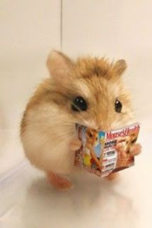 Mạt Thế Hamster Giàu Chảy Mỡ